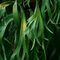 Staghorn Fern